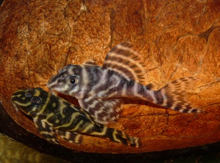 Hypancistrus sp. L340 :: Hypancistrus.eu